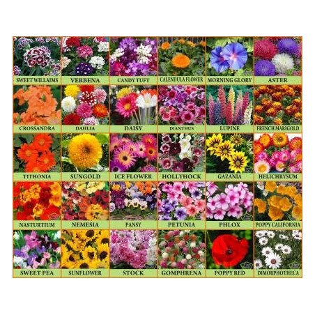 FLARE SEEDS Flower Seeds : Plant Seeds Outdoor Combo of 30 Packet of